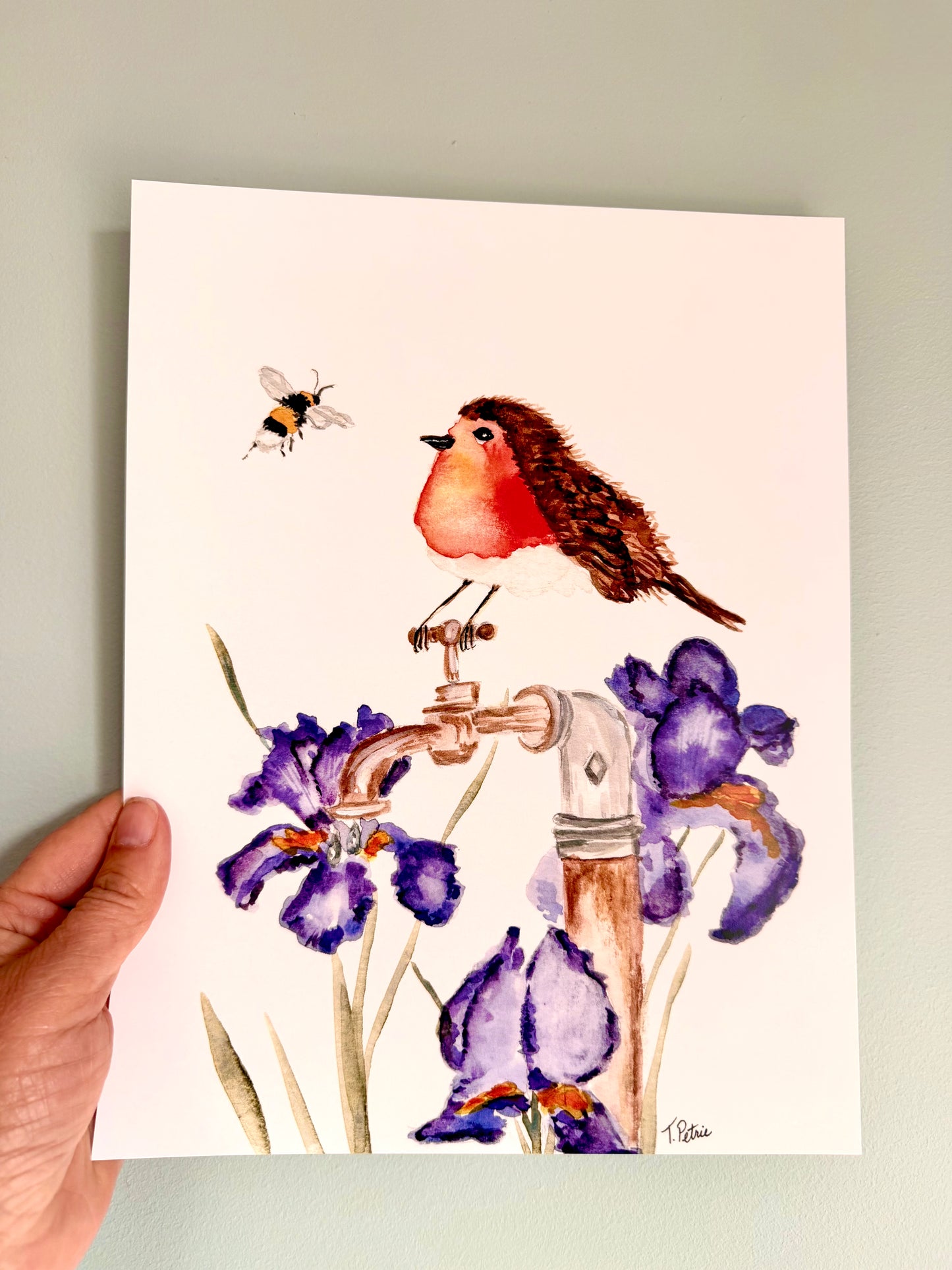 Robin and Irises