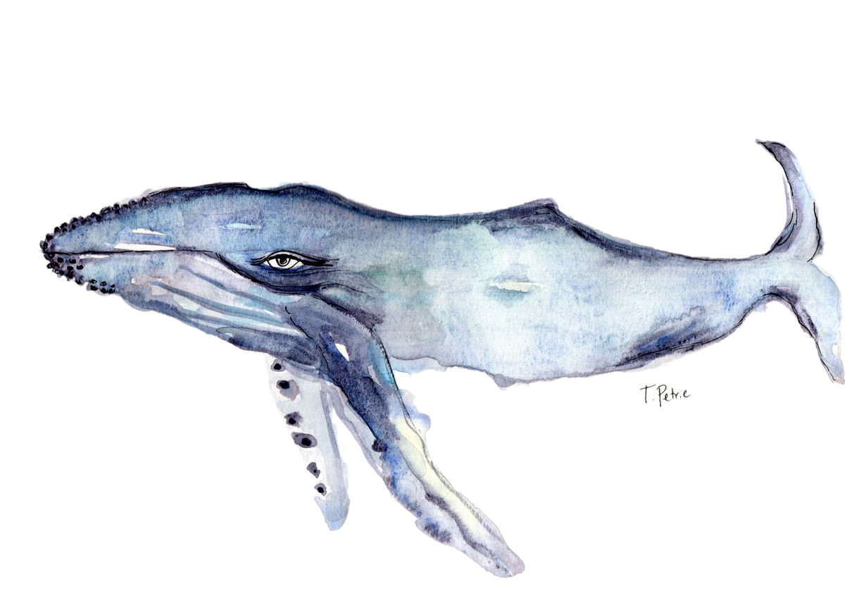 Whale T-Shirt